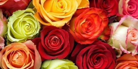 Koliko često zalijevati ruže